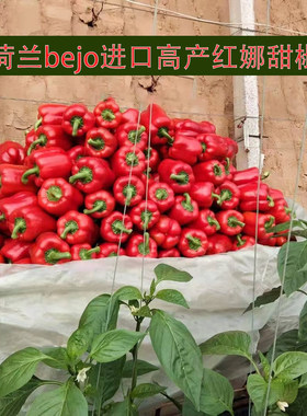 甜椒高产进口蔬菜种子种孑