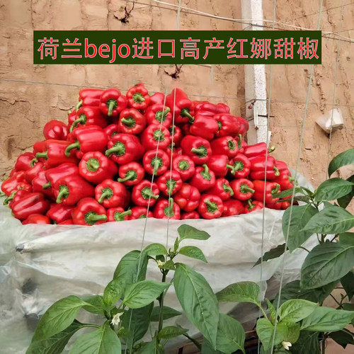 甜椒高产进口蔬菜种子种孑