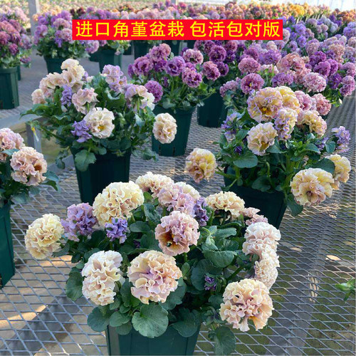 德古拉礼服木村角堇花苗带花盆栽庭院阳台花卉绿植冬季开花植物