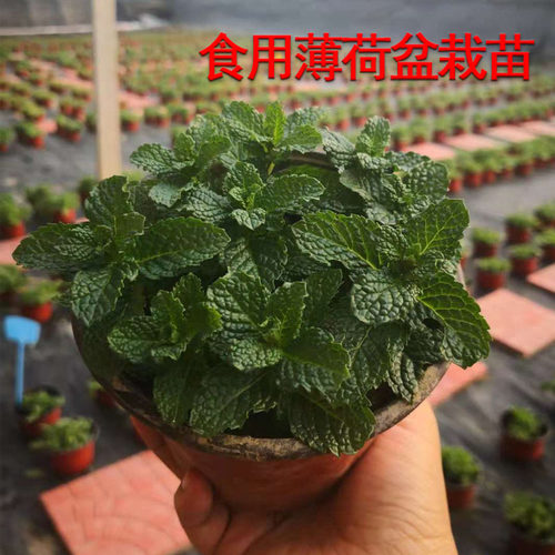 留兰香薄荷苗可泡茶烹饪花籽盆栽