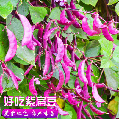 农家有机紫扁豆种子家庭菜园丰富