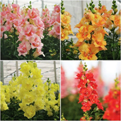 耐寒耐热新品 节开花机器花卉盆栽 双子星矮生重瓣金鱼草矮牵牛多季