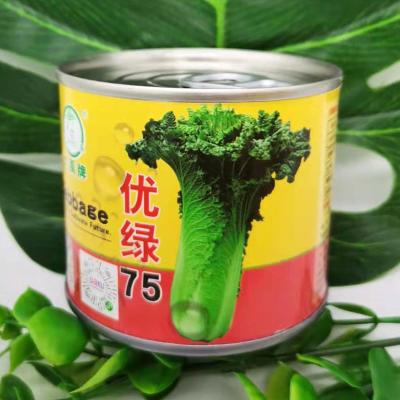 高产麻叶大白菜种子大全