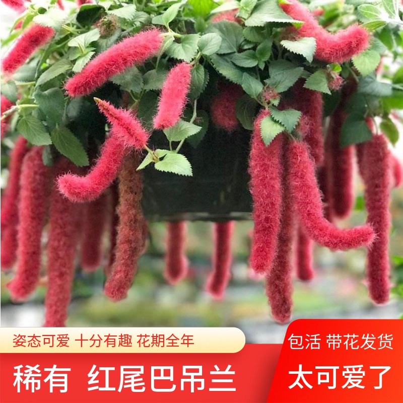 岁岁红兔尾巴有趣可爱的阳台盆栽