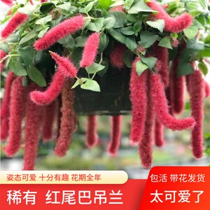 岁岁红兔尾巴有趣可爱的阳台盆栽