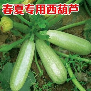 春秋菜园推荐 农家好吃西葫芦蔬菜种子籽孑四季 口感好吃不贵秧苗