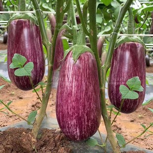 泰国金丝茄彩竹丝茄早茄子水果茄子四季可盆栽蔬菜水果种子籽孑苗