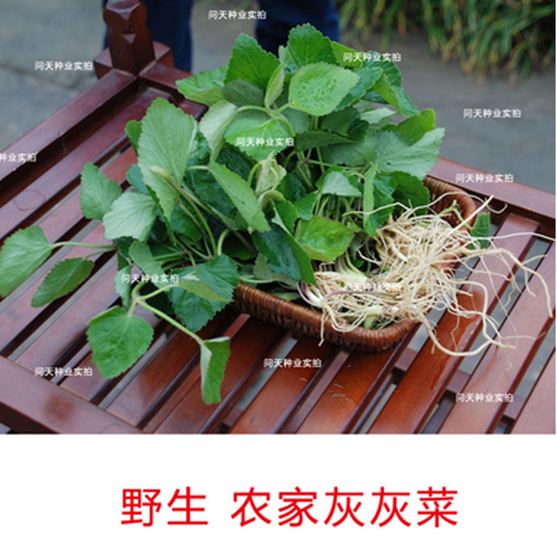 农家灰灰菜种子 问天种业 野菜 蔬菜种 绿色可留种食用蔬果种子