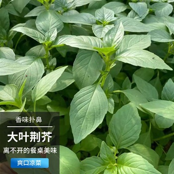 特大叶荆芥特色菜中药香草四季可盆栽春季农家田园蔬菜种子籽孑