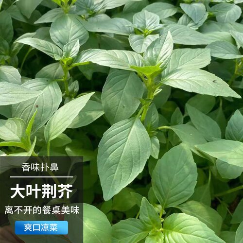 四季香味扑鼻夏季小凉菜