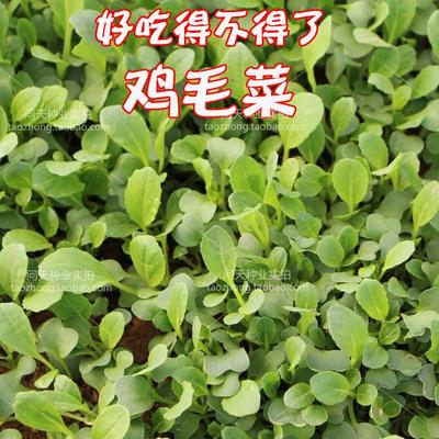 快菜四季20天就可以吃鸡毛菜油菜