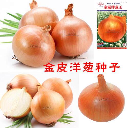 金冠黄皮圆葱金皮洋葱种子