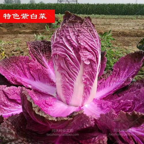 种子籽四季白菜春秋季问天种业