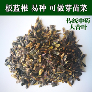 板蓝根种子 中药种子 大青叶种子 野菜种子 药食兼用芽苗菜种子A