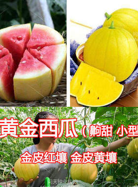 蔬菜早熟高产四季种子番茄小西瓜