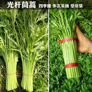 光杆茼蒿小叶茼蒿同蒿蓬蒿蒿菊花菜皇帝菜四季可盆栽蔬菜种子籽孑