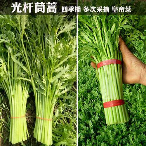 光杆小叶蓬蒿桐花皇帝菜