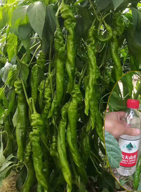 螺丝椒陇椒辣椒蔬菜种子四季巨型