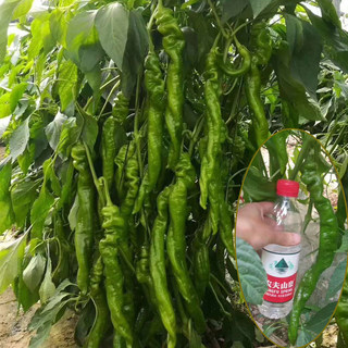 巨型陇椒特大螺丝椒蔬菜籽种子孑苗龙椒辣椒种苗基地四季种植高产