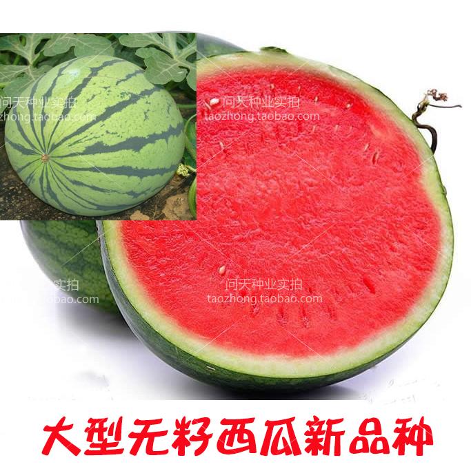 北青巨型大型无籽花皮西瓜大果丰产重30斤四春季蔬菜水果种子籽孑