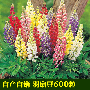 鲁冰花种子羽扇豆四季易种庭院阳台花卉四季易种花草籽花海花种子
