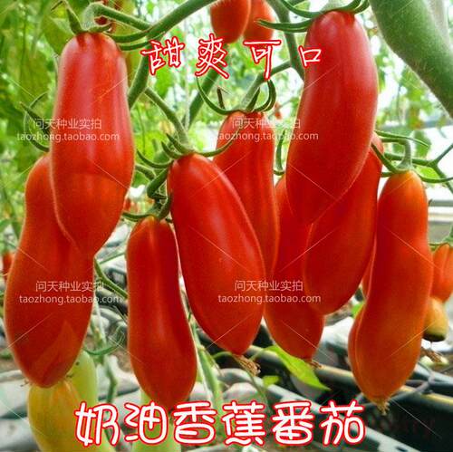 超甜口感番茄多汁水味道美