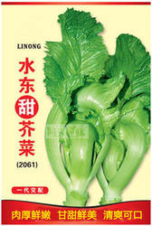 水东甜芥菜灯笼芥菜抗热抗雨水四季春季田园盆栽好吃蔬菜种子籽孑