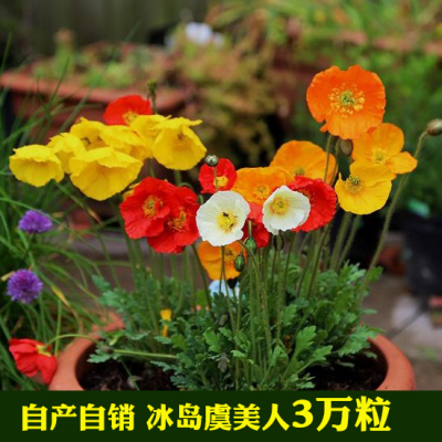 冰岛虞美人太阳花大全易活波斯菊