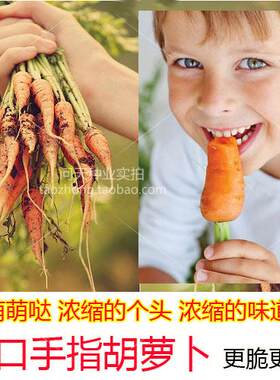 荷兰胡萝卜种子口感好四季