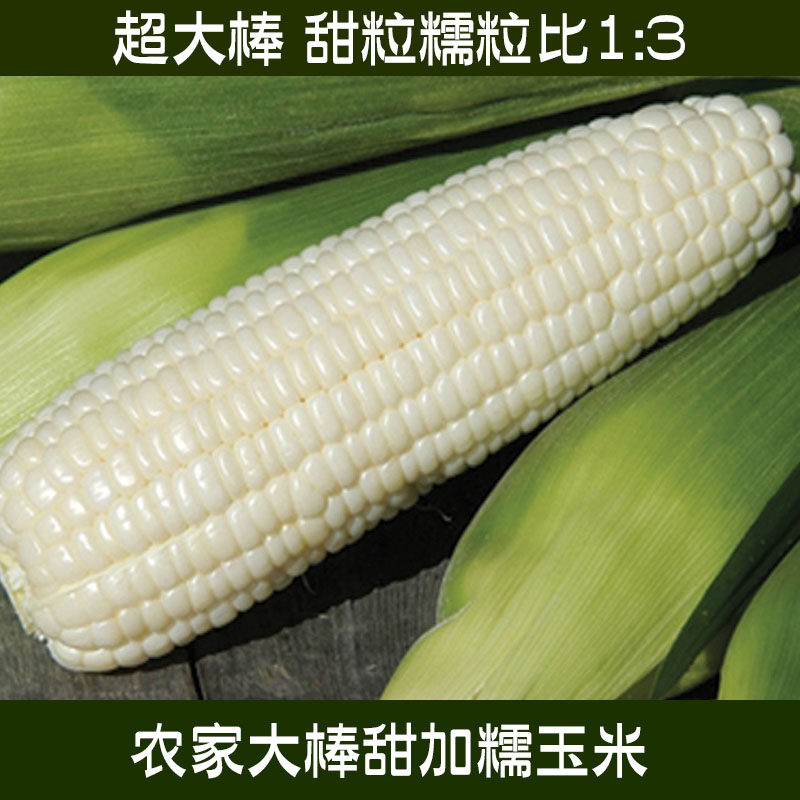 各种水果玉米鲜食玉米种子甜加糯甜粘彩甜糯玉米种子水果蔬菜种子