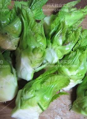 宝宝爱吃质脆白嫩蔬菜种子