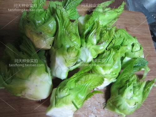 宝宝爱吃质脆白嫩蔬菜种子