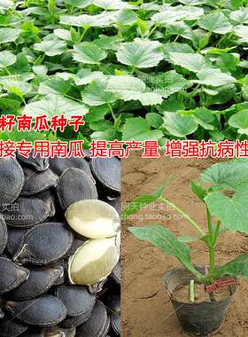 黄瓜嫁接砧木种子孑籽黑籽南抗病