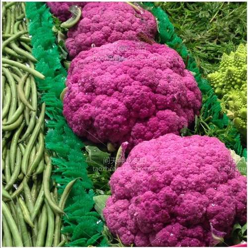 有机菜花多少钱 有机菜花价格 小麦优选