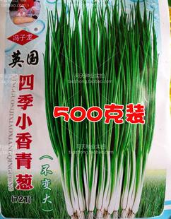四季 小香葱种子孑盆栽小香葱香菜蔬菜韭菜油菜生菜种子籽孑 春季