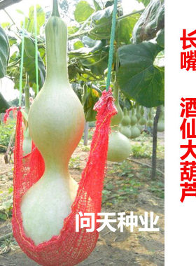 寿光长嘴大酒工艺手捻葫芦种子孑