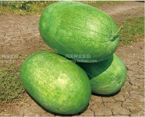 蔬菜种子大红宝懒汉20重斤糖度好