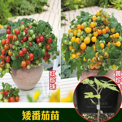 四季矮生番茄红黄珍珠西红柿种苗