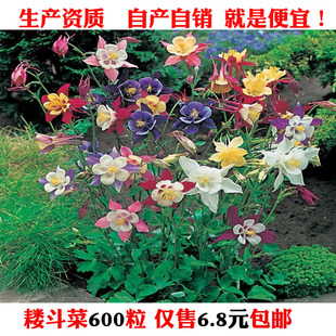 猫爪花耧斗菜多年生花种子籽易活四季阳台盆栽家庭波斯菊花种大全