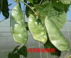 猪耳朵扁豆种子大全传统蔬菜种籽农家绿眉豆种孑四季春秋春天秋冬