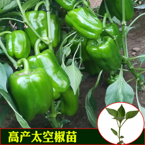 太空辣椒苗春播蔬菜苗甜椒线椒