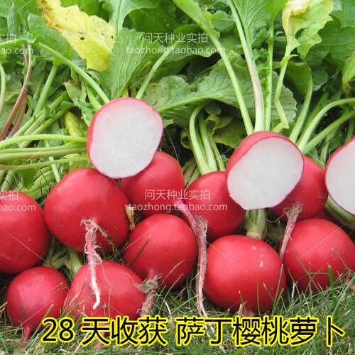 阳台盆栽樱桃萝卜蔬菜种子苗种孑