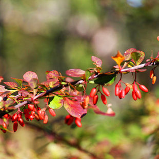 小檗东北中药材植物种子种苗庭院盆栽新奇绿植观果耐寒四季易活