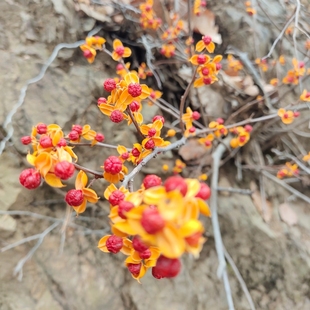南蛇藤种子种苗东北耐寒植物花开不落室内阳台盆栽盆景四季易活