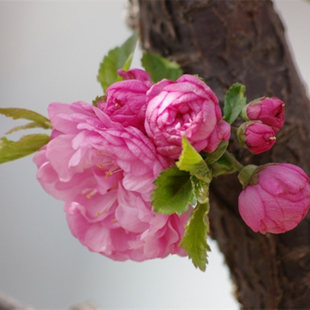 榆叶梅种子种苗东北耐寒植物室内盆栽老桩室外重瓣美观四季易活