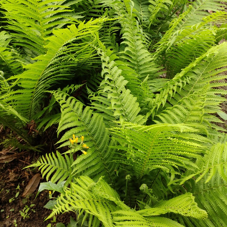 荚果蕨东北山野菜管东菜盆栽绿植高档园艺山广东新奇四季易活植物