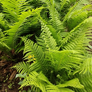荚果蕨东北山野菜管东菜盆栽绿植高档园艺山广东新奇四季易活植物