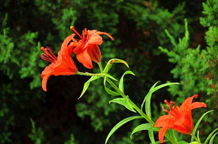 山百合东北野百合种子种球室外庭院美化观赏室内阳台盆栽可食用