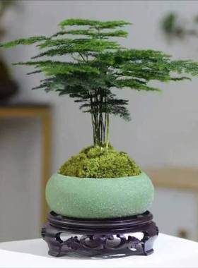 文竹幼苗盆栽绿植四季常青