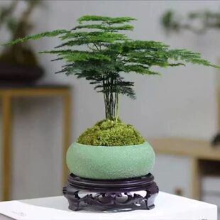 文竹幼苗盆栽绿植花卉盆景植物室内客厅水培文松云竹带盆四季常青